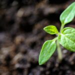 Værd at vide når man er sigtet i en straffesag