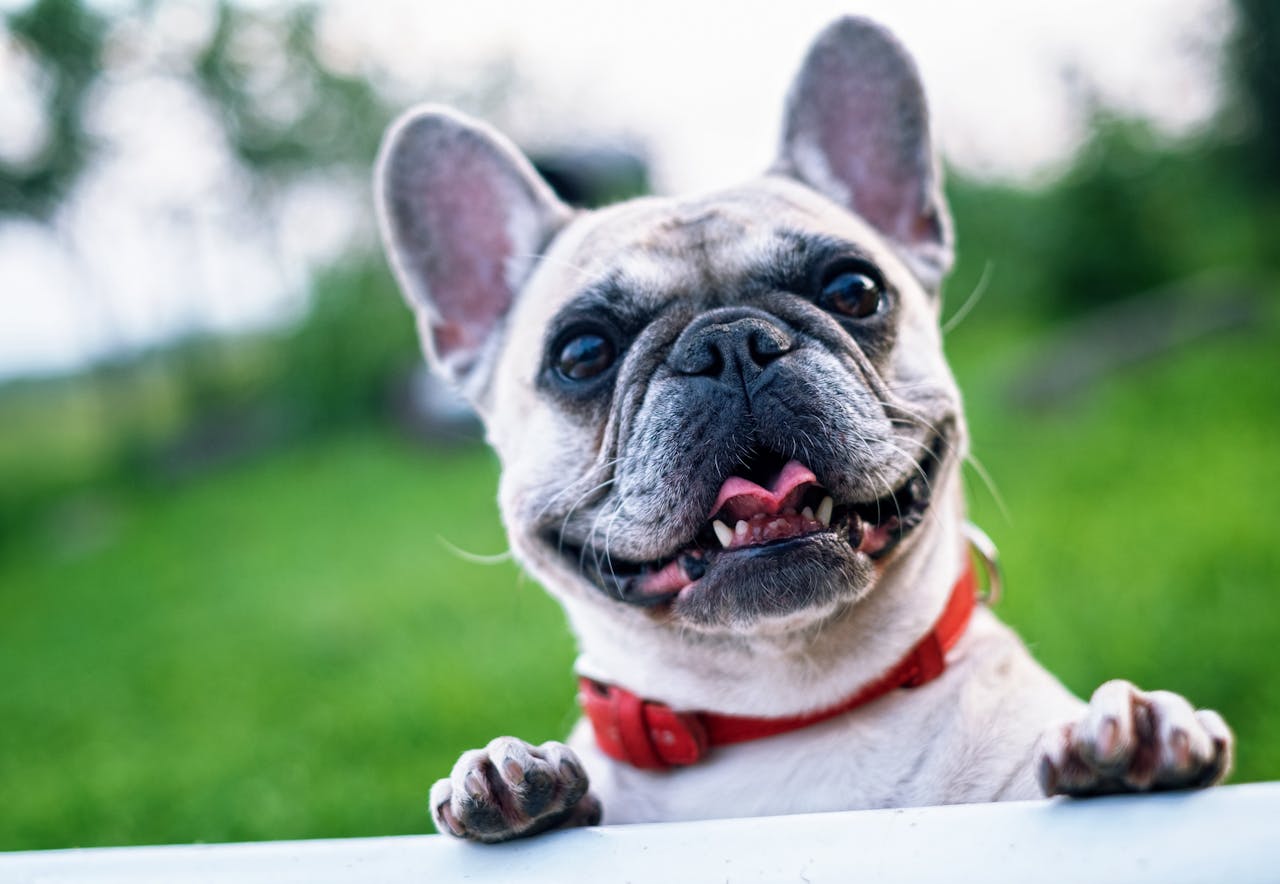 Sådan finder du det rette kalm til din hund fra Dyrlægens Gård